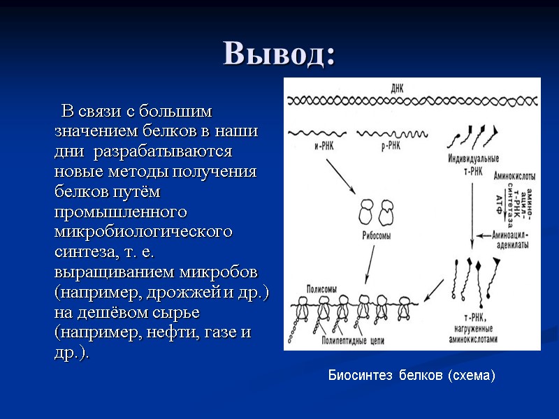 Вывод:       В связи с большим значением белков в